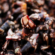 Goose barnacles.